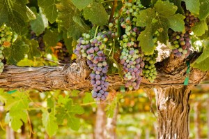 grapes-on-vine