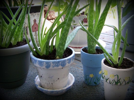 aloe replant