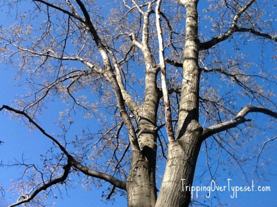 My view from my hammock!
