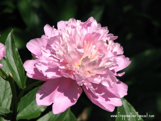 peony1ed