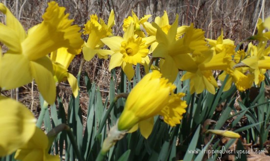 SAMSUNG CAMERA PICTURES