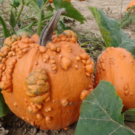 pumpkins
