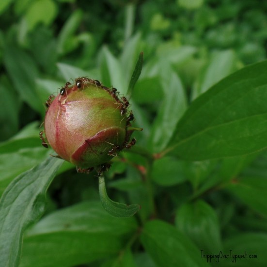 peonies