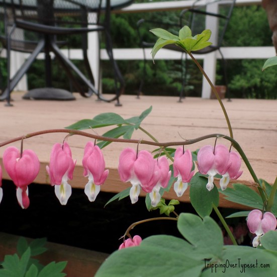 pinkhearts