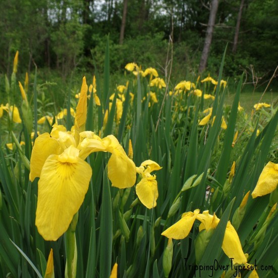 iris